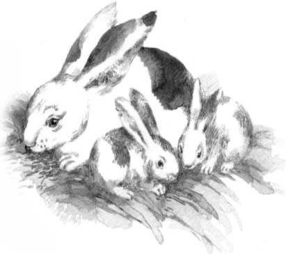 Иллюстрация к книге — Рассказы о родной природе [i_064.jpg]