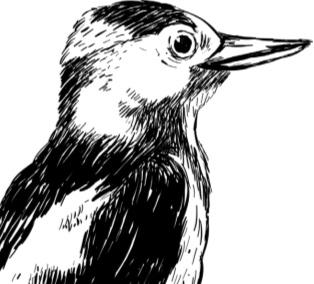 Иллюстрация к книге — Рассказы о родной природе [i_070.jpg]