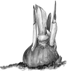 Иллюстрация к книге — Рассказы о родной природе [i_082.jpg]