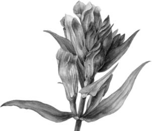 Иллюстрация к книге — Рассказы о родной природе [i_083.jpg]