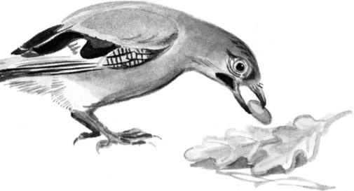 Иллюстрация к книге — Рассказы о родной природе [i_086.jpg]