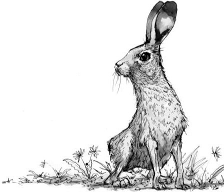 Иллюстрация к книге — Рассказы о родной природе [i_091.jpg]