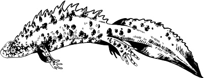 Иллюстрация к книге — Рассказы о родной природе [i_096.jpg]