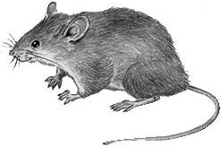 Иллюстрация к книге — Рассказы о родной природе [i_100.jpg]