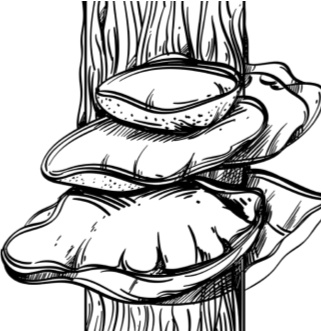 Иллюстрация к книге — Рассказы о родной природе [i_107.jpg]