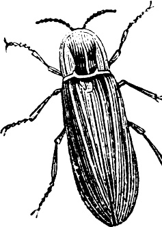 Иллюстрация к книге — Рассказы о родной природе [i_108.jpg]