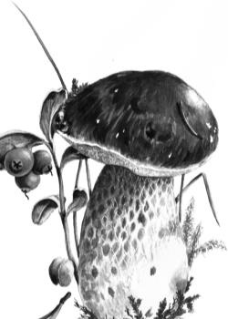 Иллюстрация к книге — Рассказы о родной природе [i_109.jpg]