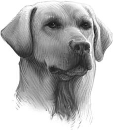 Иллюстрация к книге — Верные. Книга 1. Когда исчезли все люди [i_002.jpg]