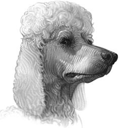 Иллюстрация к книге — Верные. Книга 1. Когда исчезли все люди [i_013.jpg]