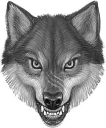 Иллюстрация к книге — Верные. Книга 1. Когда исчезли все люди [i_020.jpg]