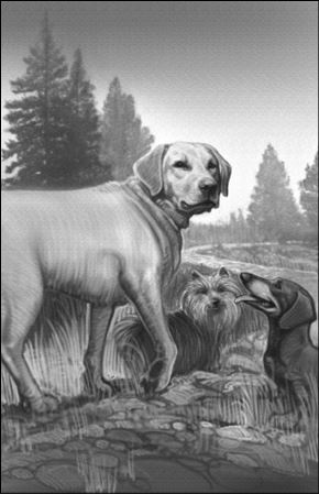 Иллюстрация к книге — Верные. Книга 1. Когда исчезли все люди [i_024.jpg]