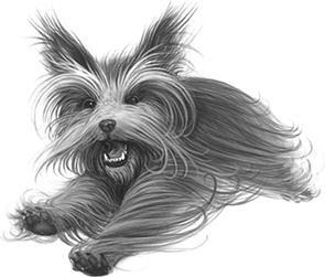 Иллюстрация к книге — Верные. Книга 1. Когда исчезли все люди [i_031.jpg]