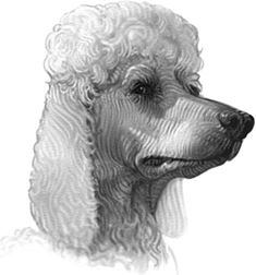 Иллюстрация к книге — Верные. Книга 1. Когда исчезли все люди [i_037.jpg]