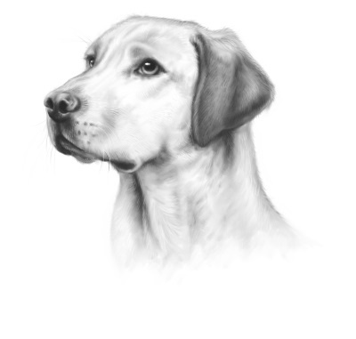 Иллюстрация к книге — Верные. Книга 2. Тайна трёх колец [i_010.jpg]