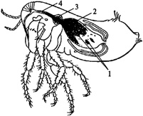 Иллюстрация к книге — Биологическая война. Введение в эпидемиологию искусственных эпидемических процессов и биологических поражений [i_023.jpg]