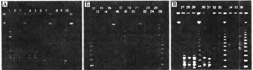 Иллюстрация к книге — Биологическая война. Введение в эпидемиологию искусственных эпидемических процессов и биологических поражений [i_056.jpg]