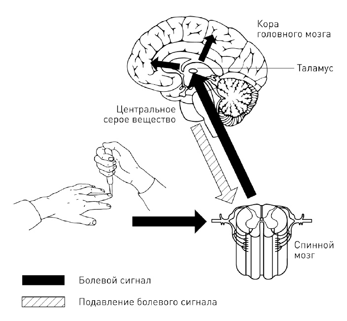 Иллюстрация к книге — 0,05. Доказательная медицина от магии до поисков бессмертия [img_3.jpg]