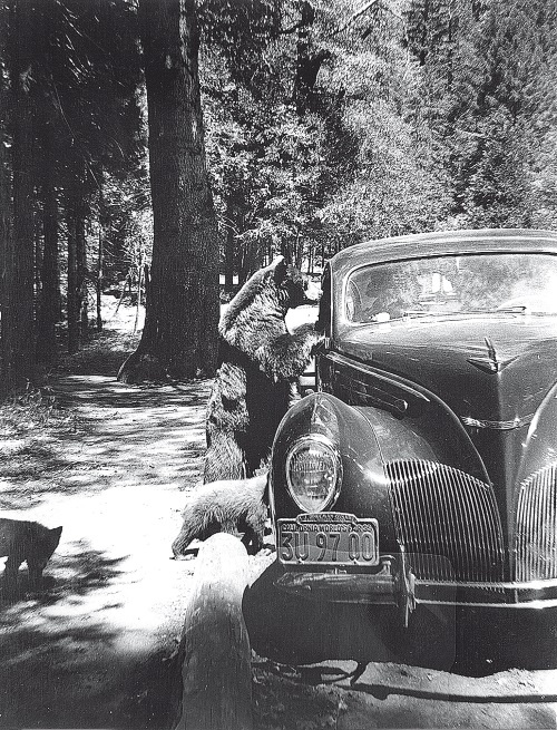 Иллюстрация к книге — Набоков в Америке. По дороге к "Лолите" [i_005.jpg]