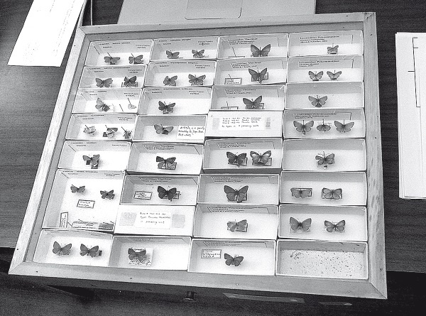 Иллюстрация к книге — Набоков в Америке. По дороге к "Лолите" [i_007.jpg]