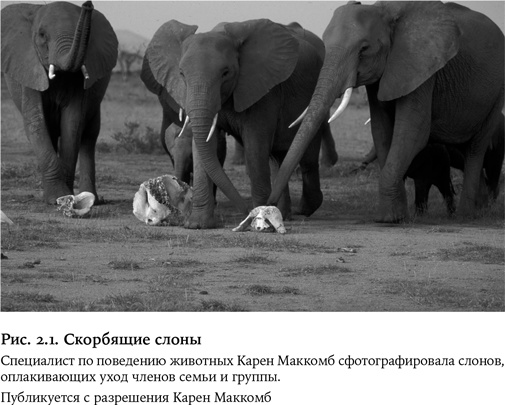 Иллюстрация к книге — Небеса на земле. Научный взгляд на загробную жизнь, бессмертие и утопии [i_006.jpg]