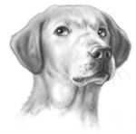 Иллюстрация к книге — Верные. Книга 3. Дорога чудес и невзгод [i_002.jpg]