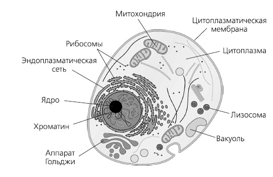 Иллюстрация к книге — Как работает иммунитет [i_004.jpg]