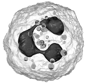 Иллюстрация к книге — Как работает иммунитет [i_007.jpg]