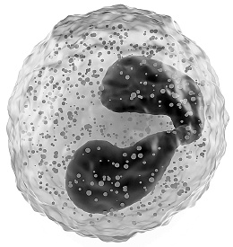 Иллюстрация к книге — Как работает иммунитет [i_008.jpg]