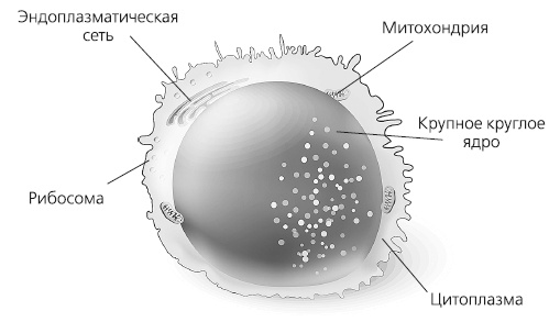 Иллюстрация к книге — Как работает иммунитет [i_012.jpg]