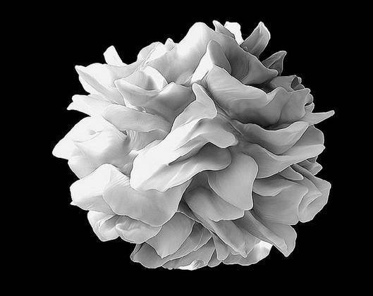 Иллюстрация к книге — Как работает иммунитет [i_015.jpg]