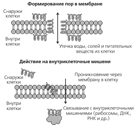 Иллюстрация к книге — Как работает иммунитет [i_022.jpg]