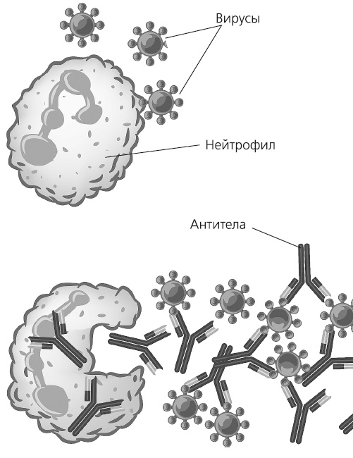 Иллюстрация к книге — Как работает иммунитет [i_025.jpg]