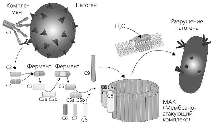 Иллюстрация к книге — Как работает иммунитет [i_027.jpg]