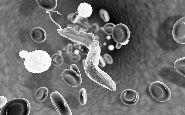 Иллюстрация к книге — Как работает иммунитет [i_039.jpg]