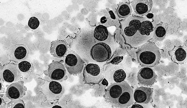 Иллюстрация к книге — Как работает иммунитет [i_042.jpg]