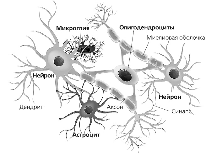 Иллюстрация к книге — Как работает иммунитет [i_051.jpg]