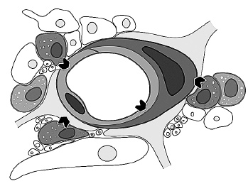 Иллюстрация к книге — Как работает иммунитет [i_052.jpg]