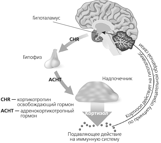 Иллюстрация к книге — Как работает иммунитет [i_055.jpg]