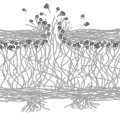 Иллюстрация к книге — Как работает иммунитет [i_069.jpg]