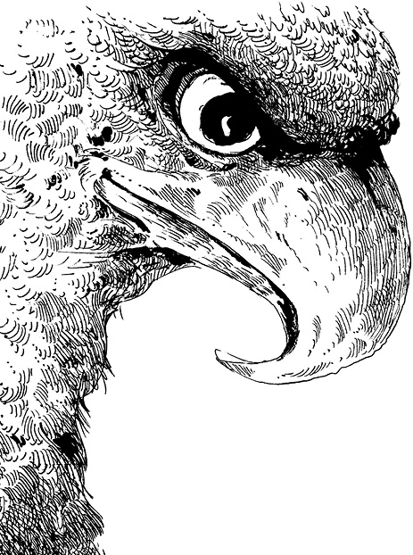 Иллюстрация к книге — Повелитель драконов. Перо грифона  [i_002.jpg]