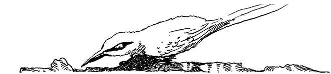 Иллюстрация к книге — Повелитель драконов. Перо грифона  [i_070.jpg]