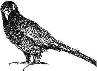 Иллюстрация к книге — Повелитель драконов. Перо грифона  [i_086.jpg]