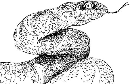 Иллюстрация к книге — Повелитель драконов. Перо грифона  [i_105.jpg]