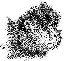 Иллюстрация к книге — Повелитель драконов. Перо грифона  [i_119.jpg]