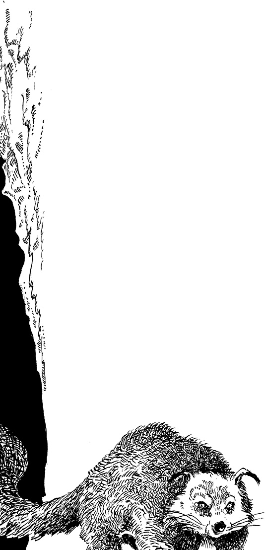 Иллюстрация к книге — Повелитель драконов. Перо грифона  [i_146.jpg]