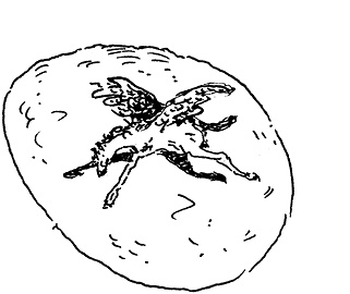 Иллюстрация к книге — Повелитель драконов. Перо грифона  [i_181.jpg]