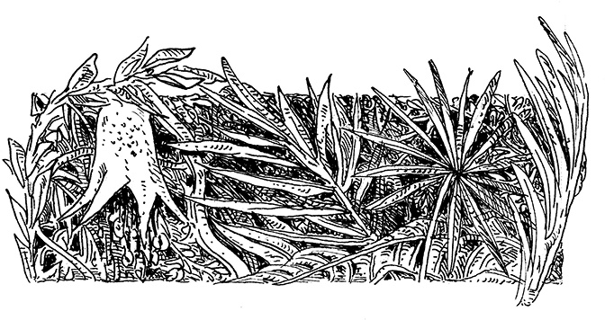 Иллюстрация к книге — Повелитель драконов. Перо грифона  [i_198.jpg]