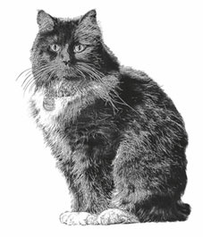 Иллюстрация к книге — Феликс с железной дороги [i_001.jpg]