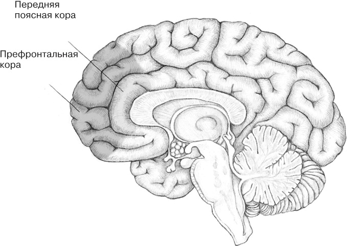 Иллюстрация к книге — Заблокированные нейроны  [i_002.jpg]