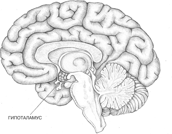 Иллюстрация к книге — Заблокированные нейроны  [i_005.jpg]